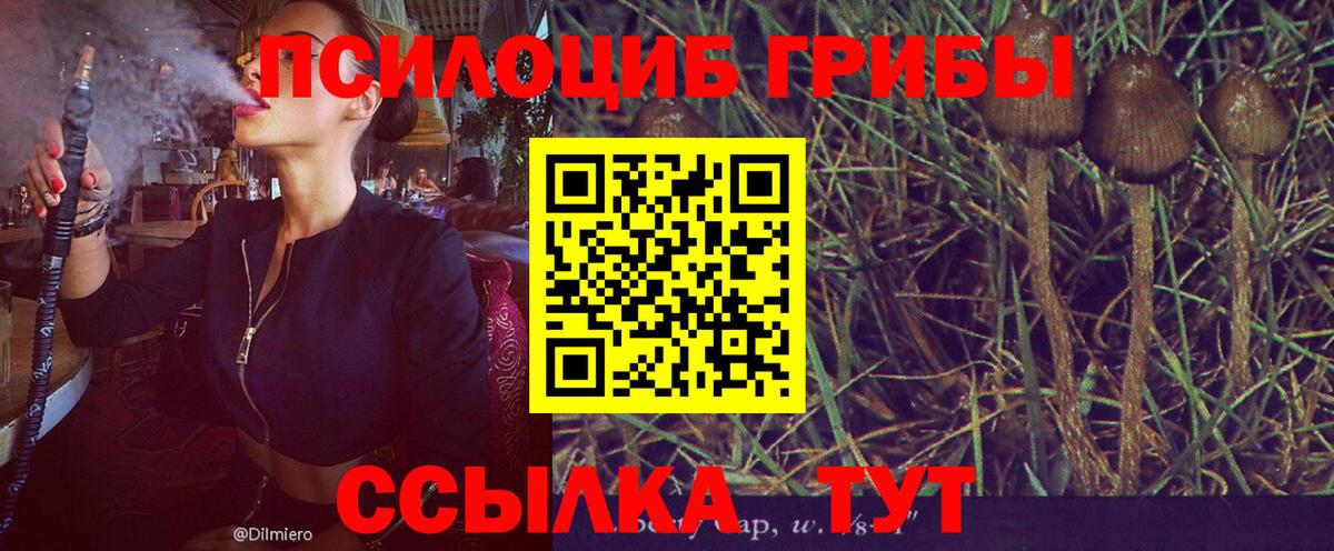 Галлюциногенные грибы Cubensis Прохладный